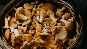 Jak mrozić grzyby? Radzimy, jak łatwo przygotować grzyby do zamrożenia